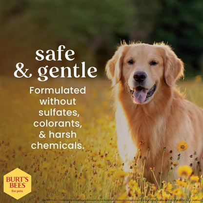 Burt'S Bees for Dogs Natural Waterless Shampoo Spray for Dogs, Apple and Honey Waterless Shampoo Spray, Dogs Shampoo, Dog Bathing Supplies, Dog Wash, Dog Grooming Supplies, Dog Spray